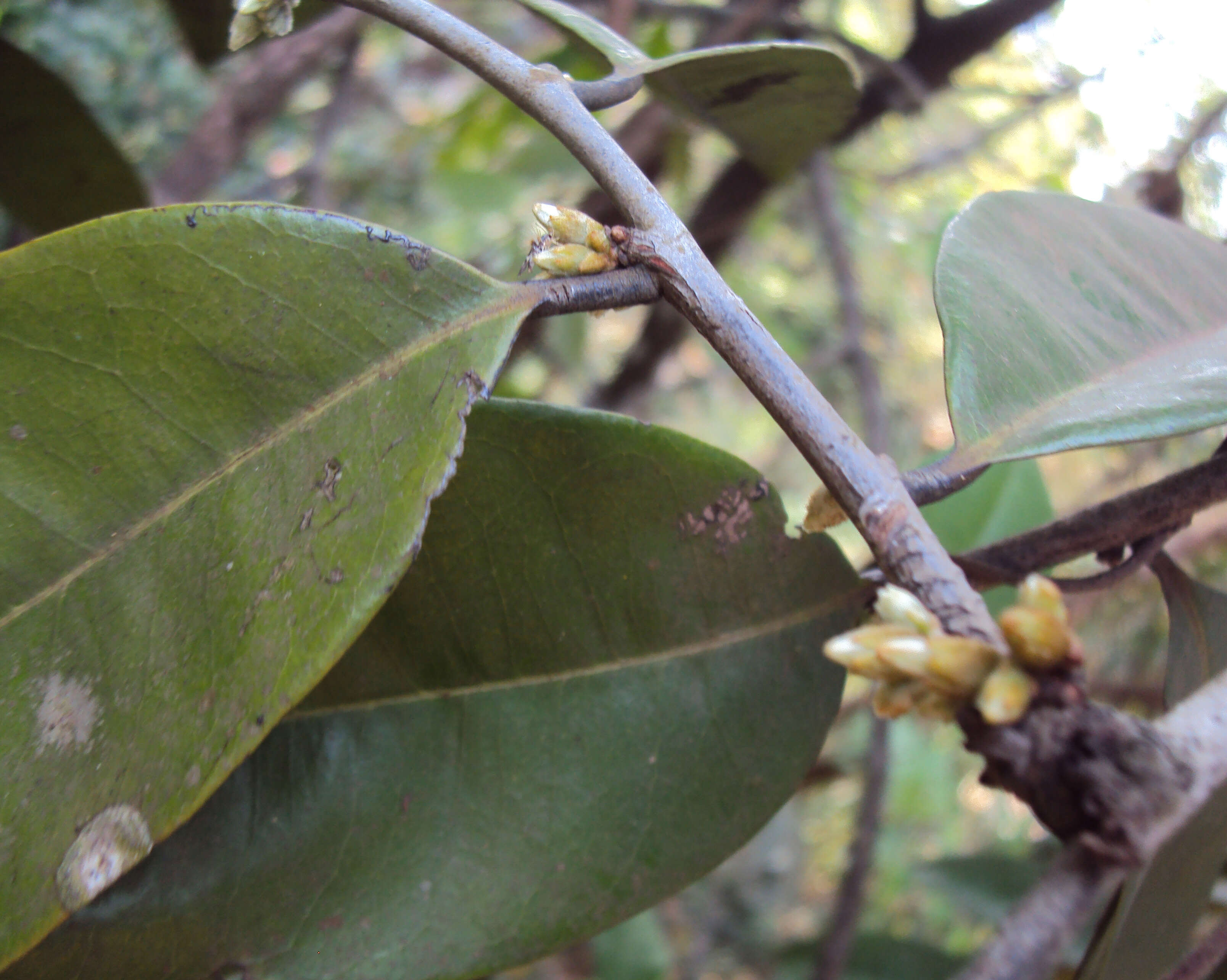 Image de Diospyros candolleana Wight