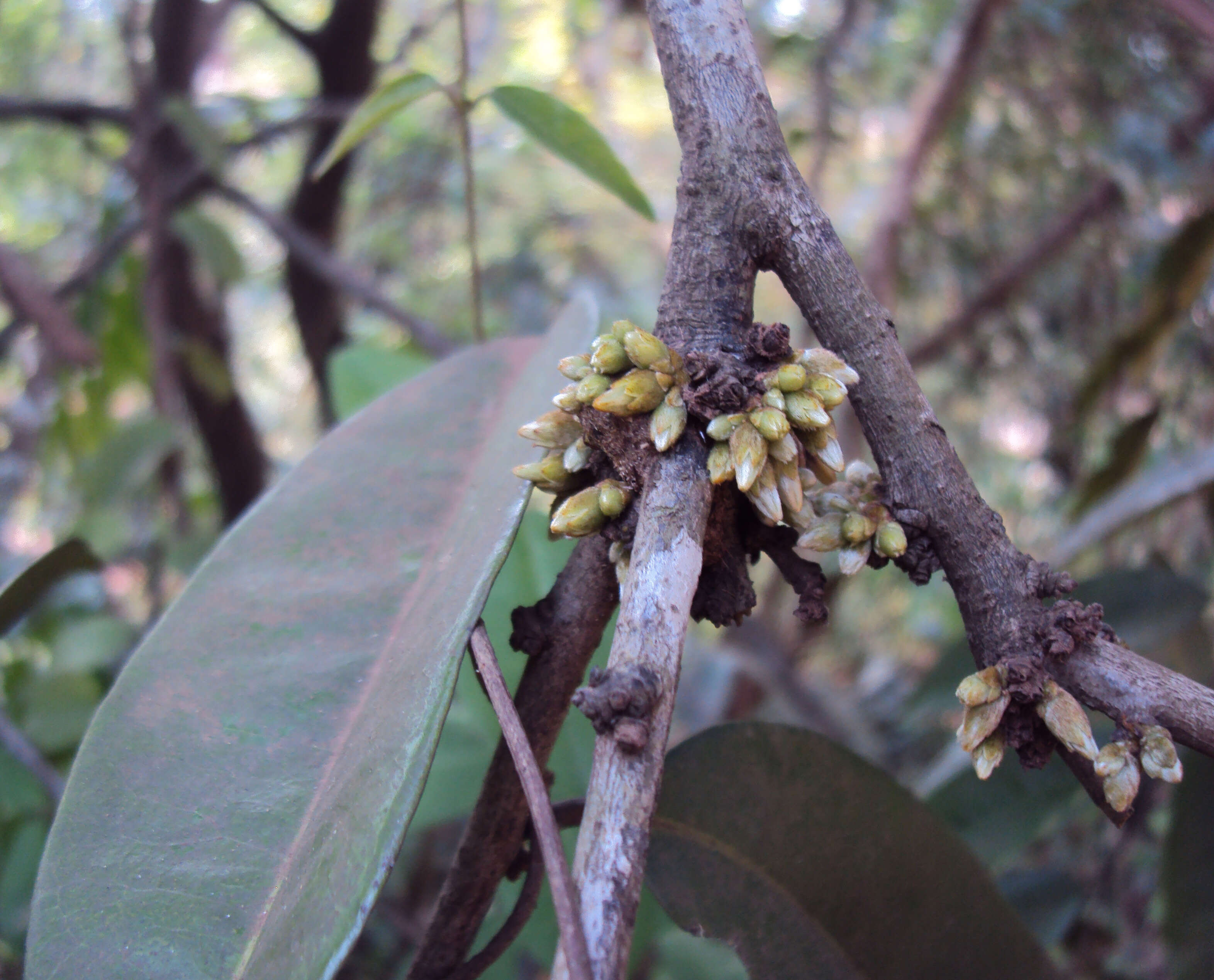 Image de Diospyros candolleana Wight