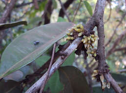 Image de Diospyros candolleana Wight