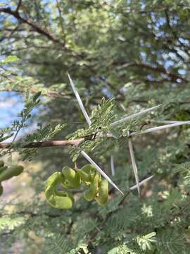 Vachellia tortilis subsp. heteracantha (Burch.) Kyal. & Boatwr.的圖片