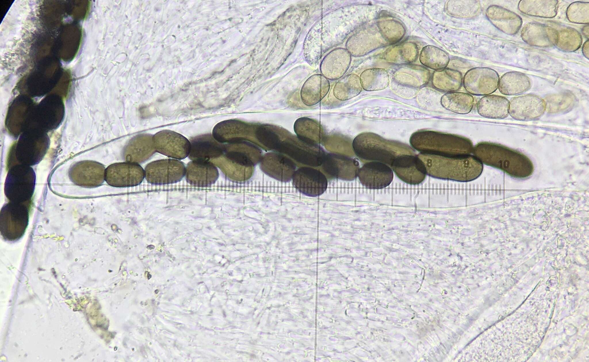 Image of Preussia longisporopsis (S. I. Ahmed & Cain) Kruys 2009