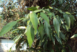 Image of Pothos scandens L.