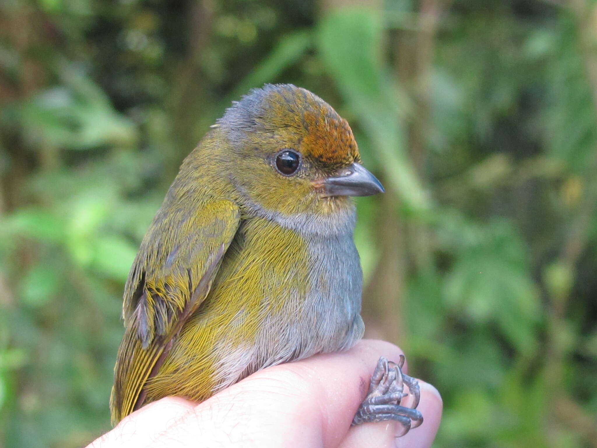 Image of Tawny-capped Euphonia