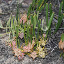 Image of Leucospermum harpagonatum J. P. Rourke