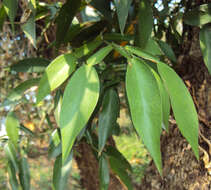 Image of Pothos scandens L.