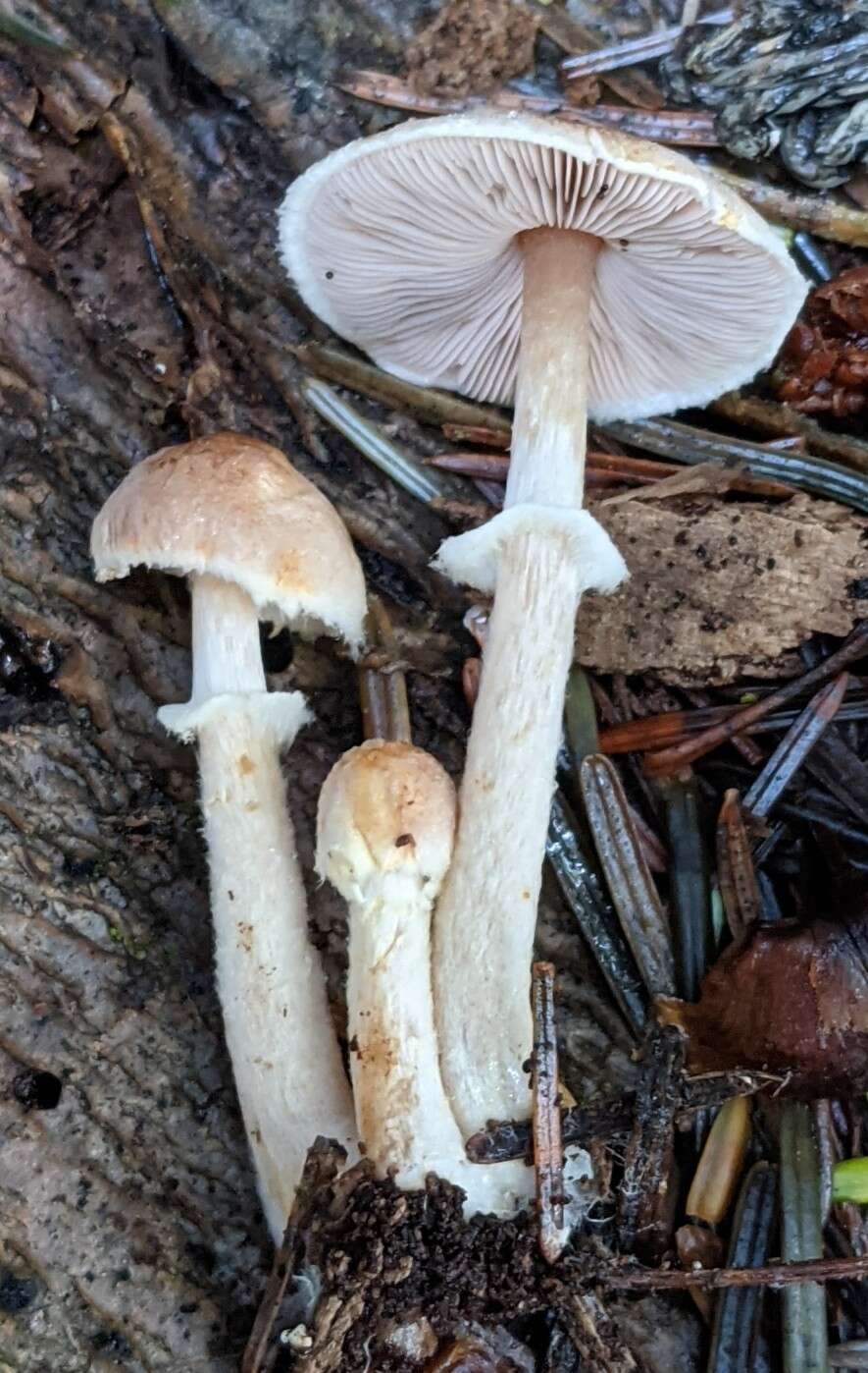 Imagem de Agaricus diminutivus Peck 1902