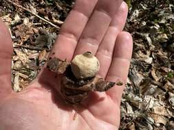 Image of Collared Earthstar