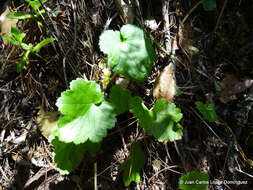 Image of Heuchera longipetala var. orizabensis (Hemsl.) R. A. Folk