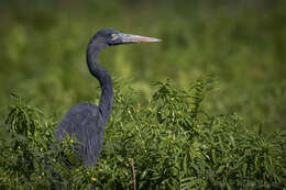 Image of Humblot's Heron