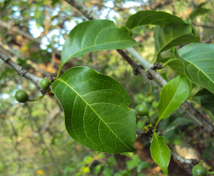 Image of Canthium coromandelicum (Burm. fil.) Alston