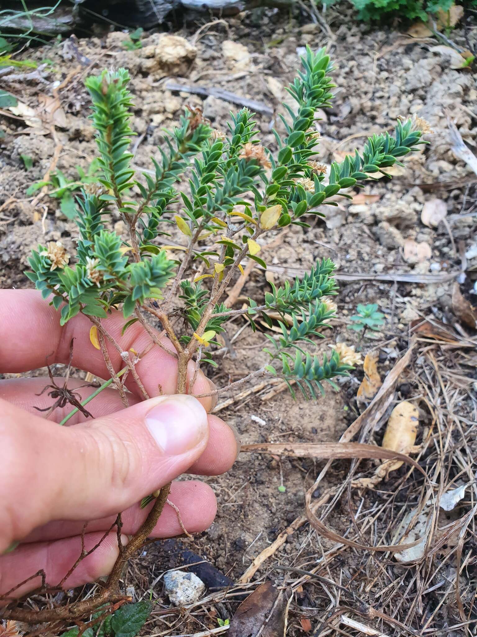 Image of Pimelea acra C. J. Burrows & de Lange