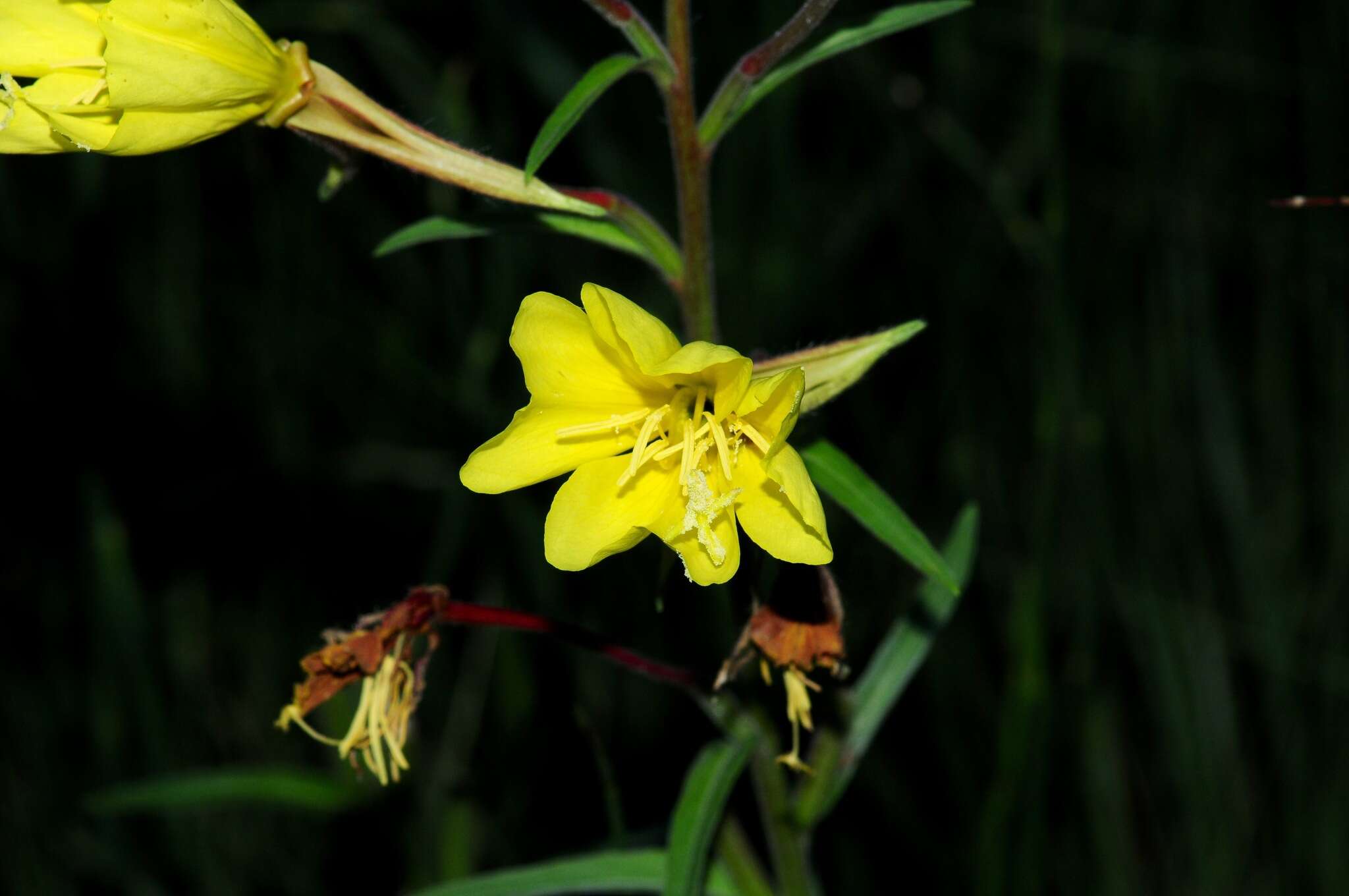 Image of Hooker's evening primrose