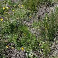 Image of Euphrasia scabra R. Br.