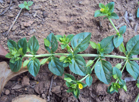 Mecardonia procumbens (Mill.) Small resmi