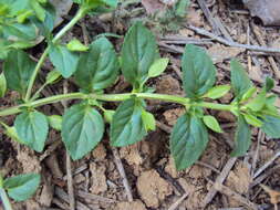 Mecardonia procumbens (Mill.) Small resmi