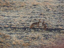 Image of Vulpes vulpes niloticus (É. Geoffroy Saint-Hilaire 1803)