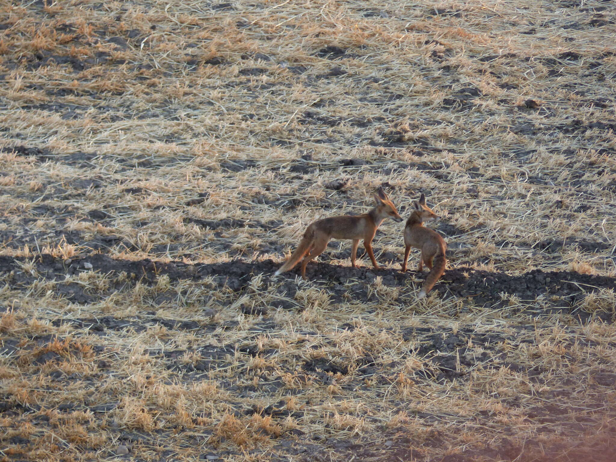 Image of Vulpes vulpes niloticus (É. Geoffroy Saint-Hilaire 1803)