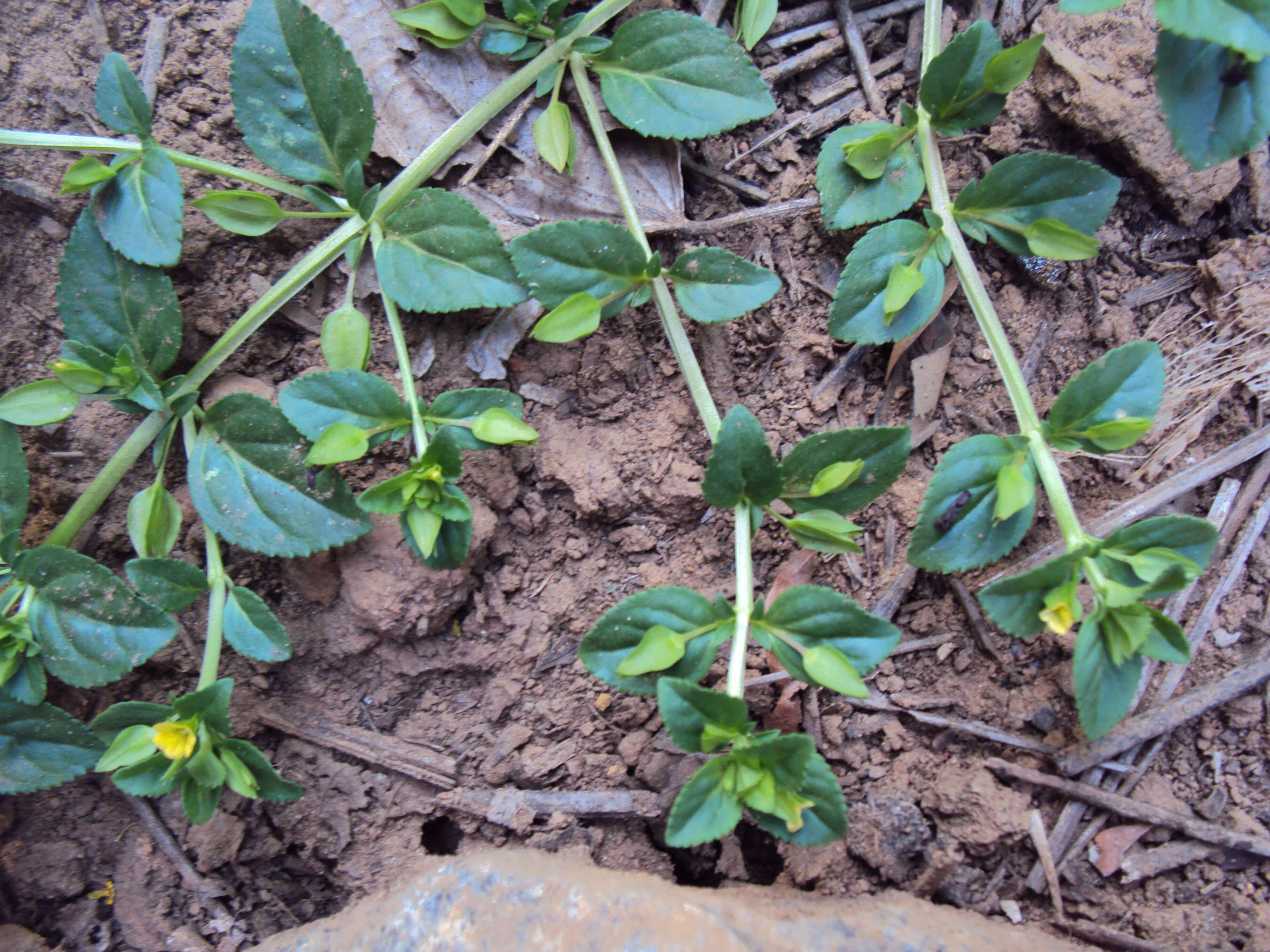 Mecardonia procumbens (Mill.) Small resmi