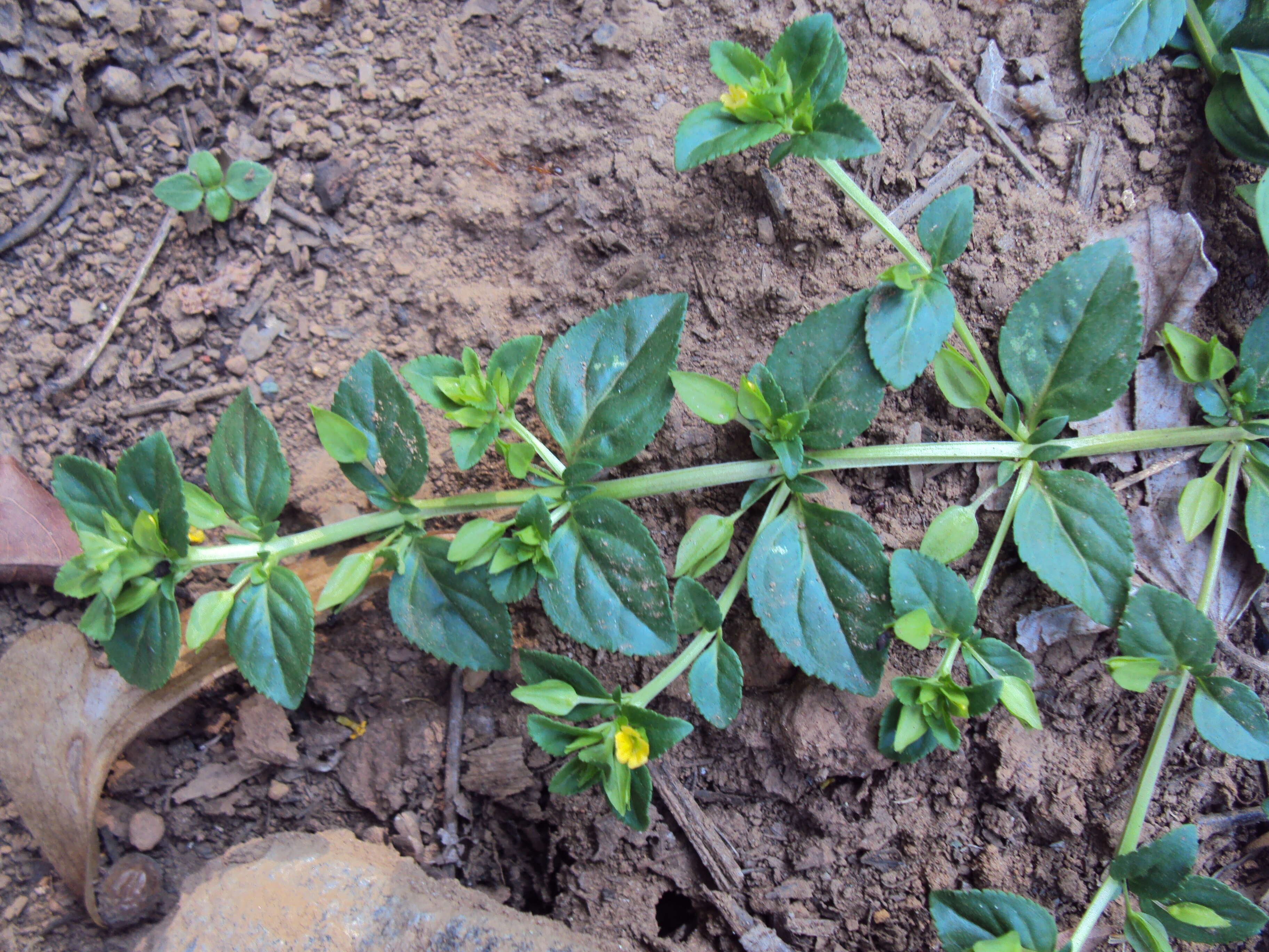 Mecardonia procumbens (Mill.) Small resmi