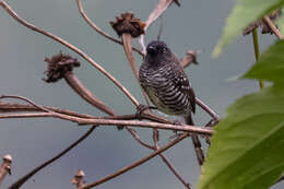 Image of Banded Prinia