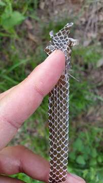 Image of Western whip snake