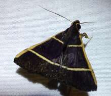 Image of Scopifera antelia Druce 1891