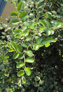 Image of Indian Jujube