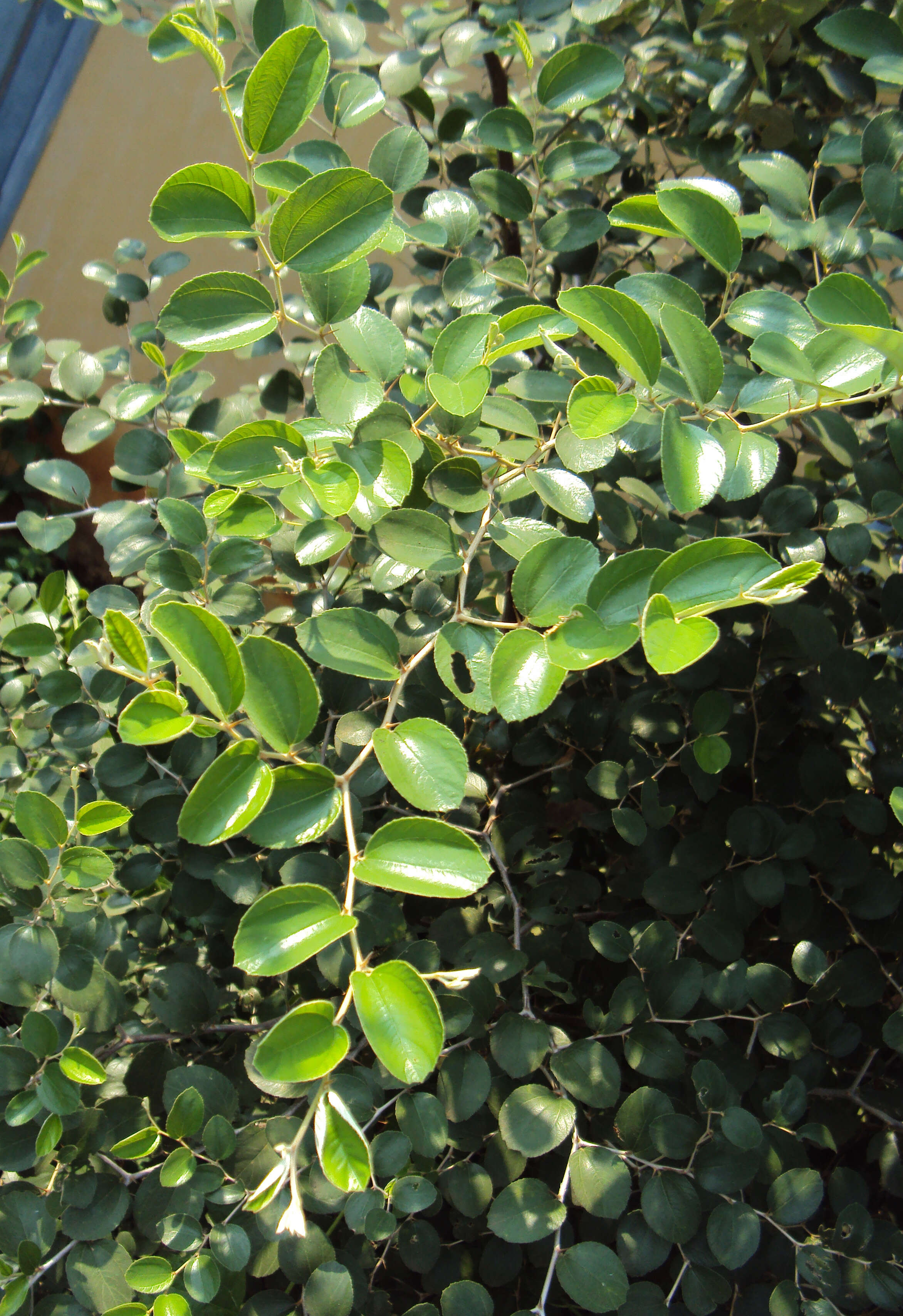 Image of Indian Jujube