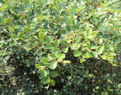 Image of Indian Jujube