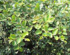 Image of Indian Jujube