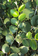 Image of Indian Jujube