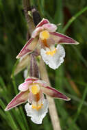 Image of Marsh Helleborine