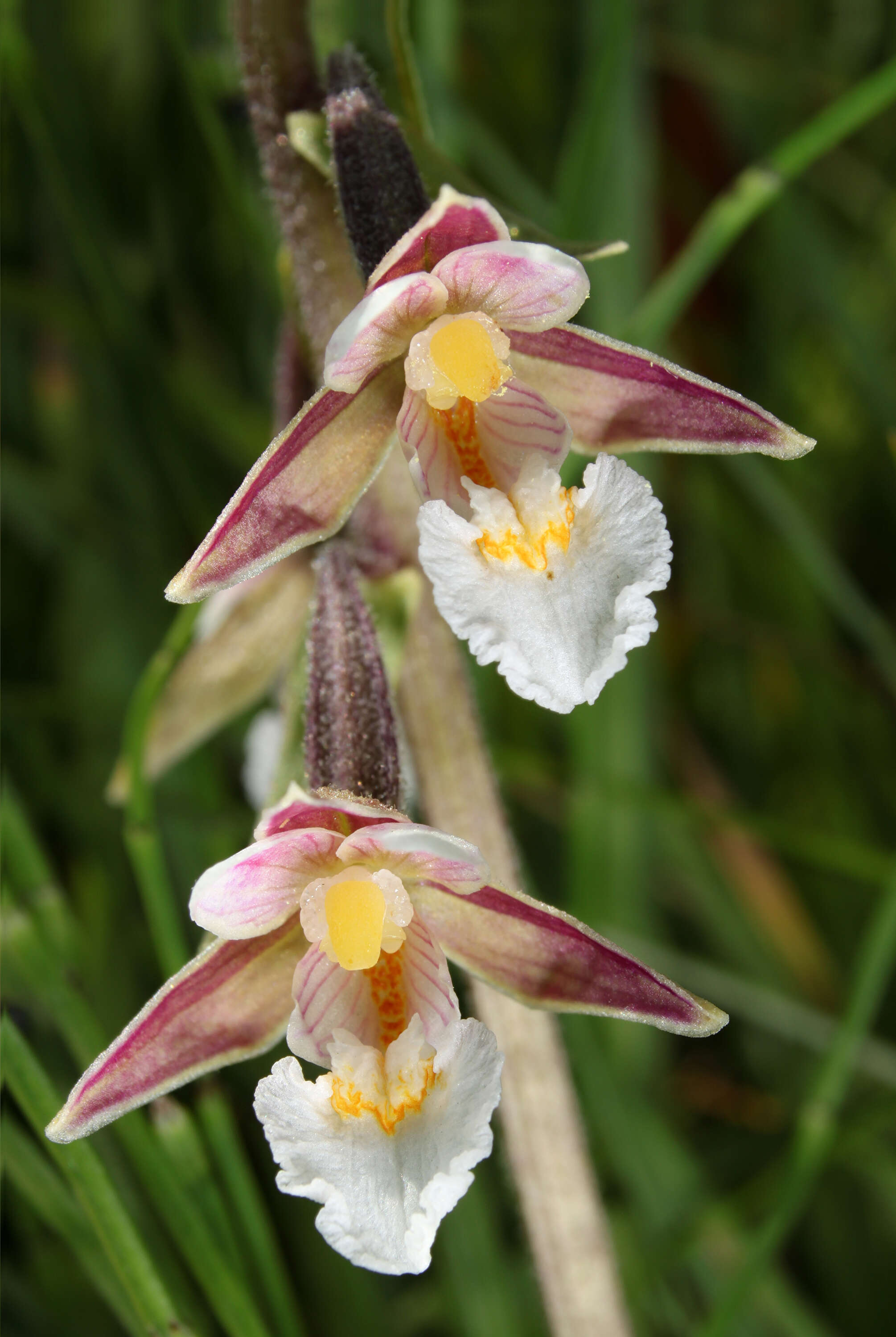 Imagem de Epipactis palustris (L.) Crantz