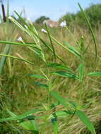 Image of marsh willowherb