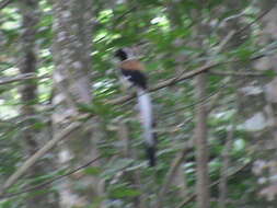 Image of White-bellied Treepie