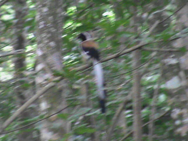 Image of White-bellied Treepie