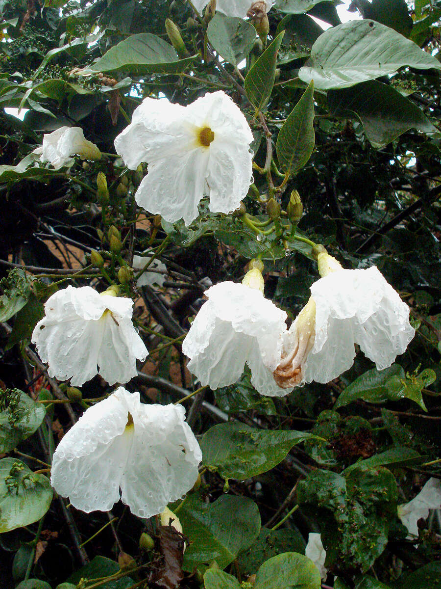 Plancia ëd Ipomoea pauciflora Mart. & Gal.