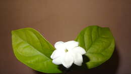 Image of Arabian jasmine