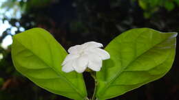 Image of Arabian jasmine