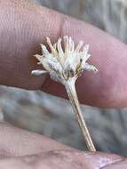 Image of Helianthus devernii Draper