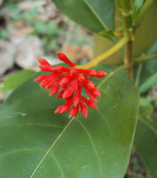 Image of Snakeroot