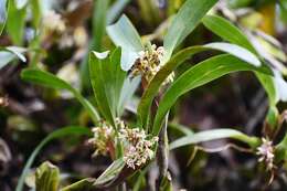 Image of Maxillaria densa Lindl.