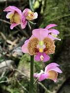 Imagem de Gastrorchis francoisii Schltr.