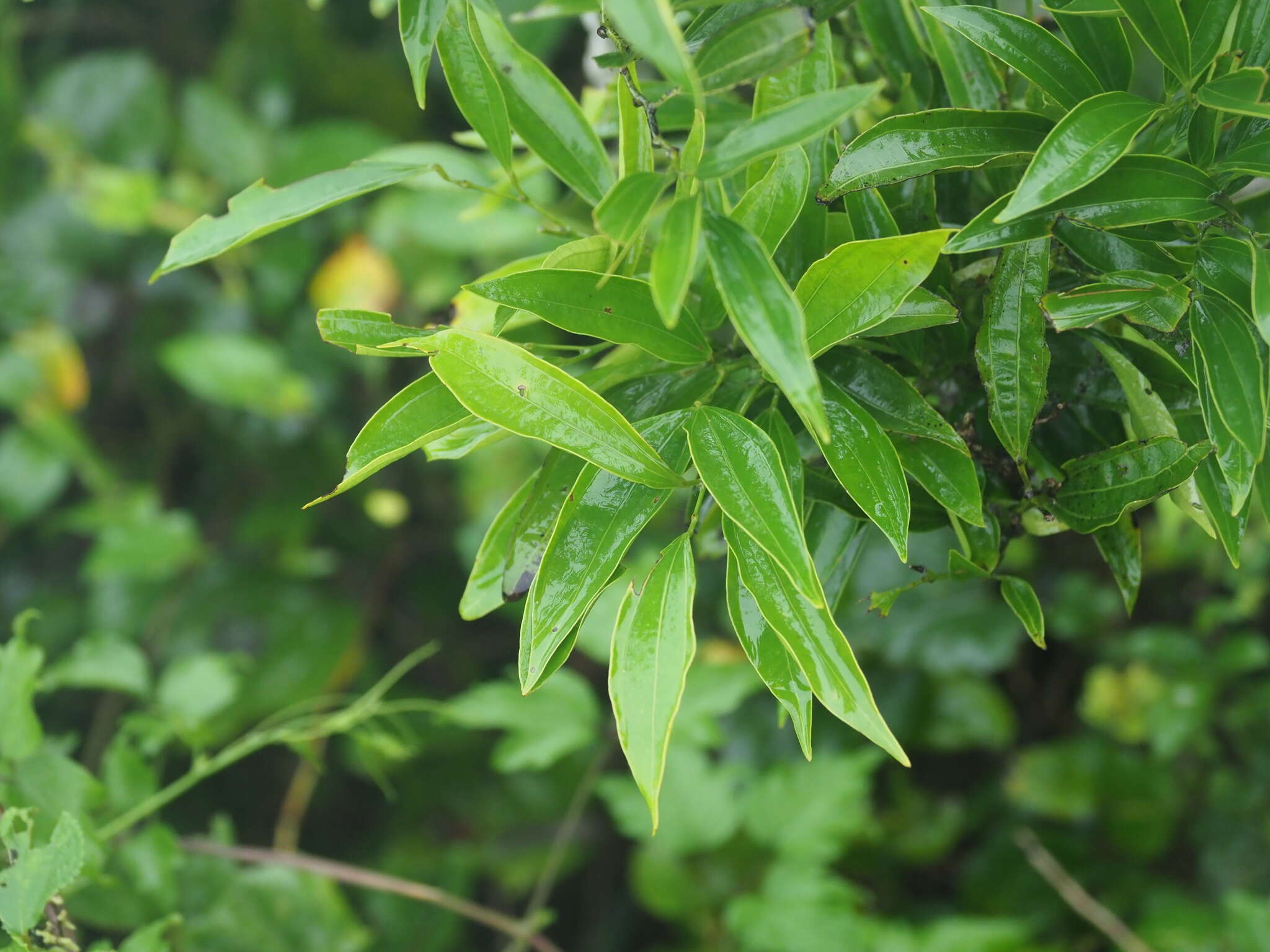 Image of laurel-leaf snailseed