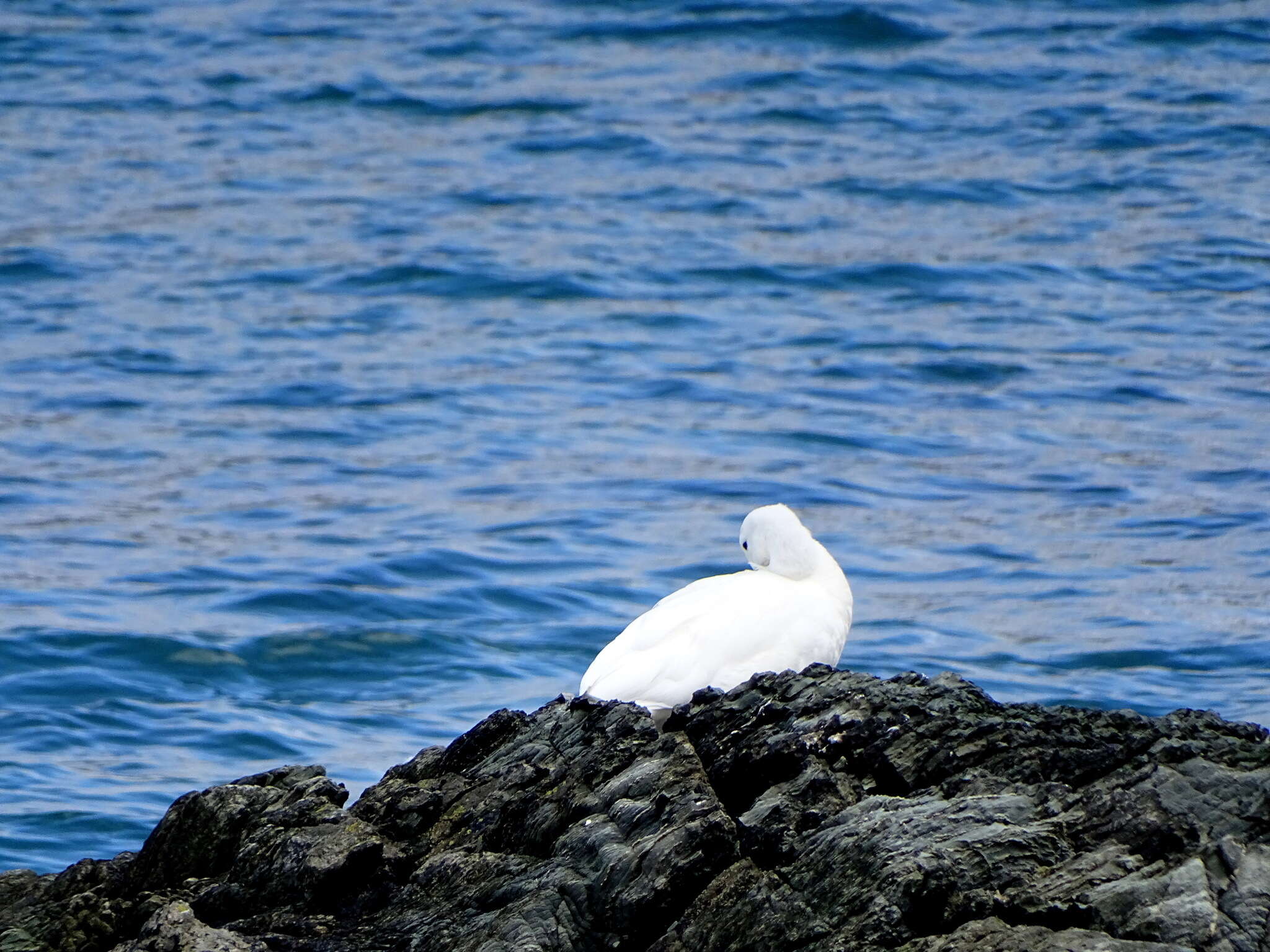 Image of Kelp Goose