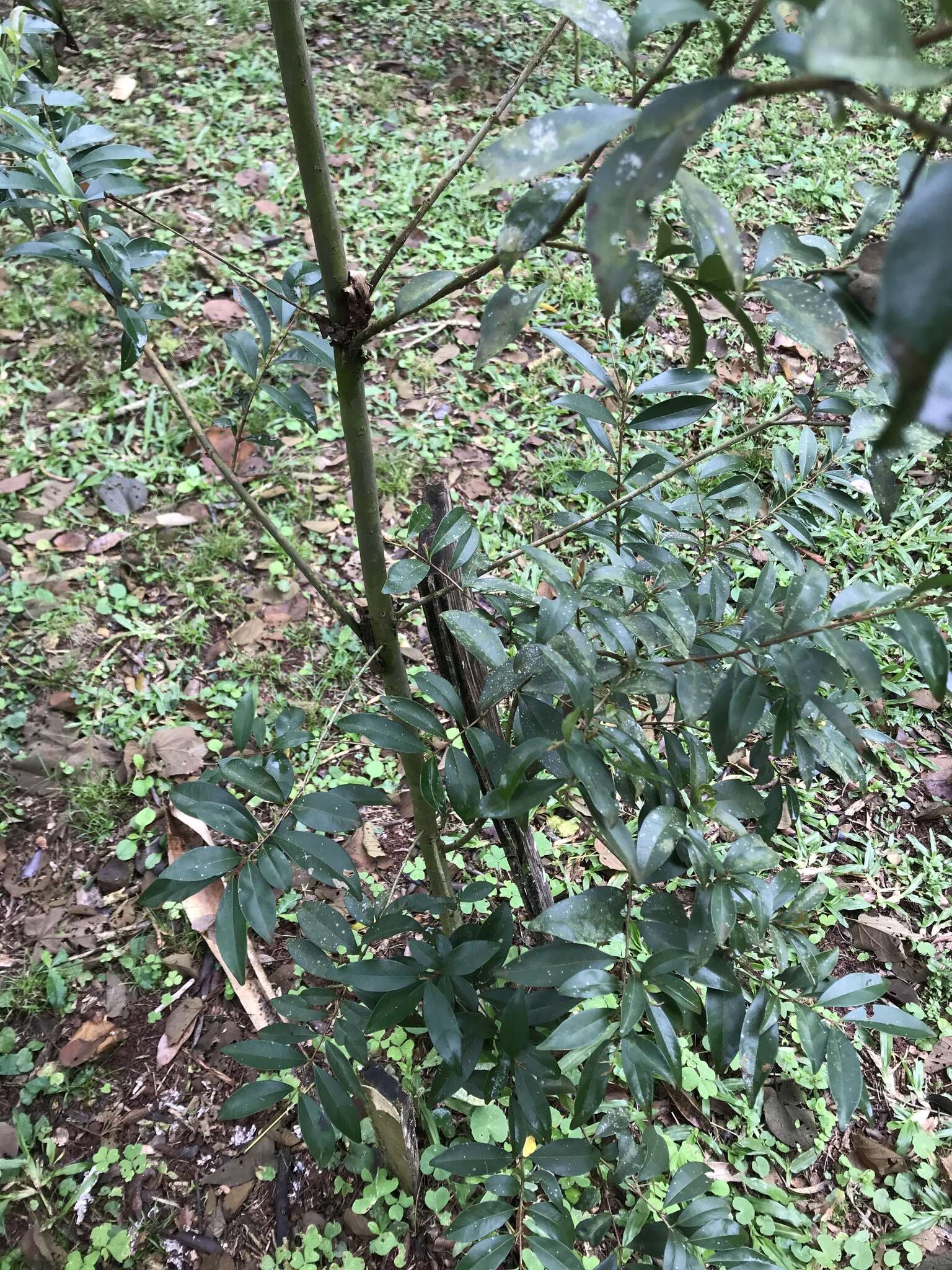 Image de Eugenia involucrata DC.