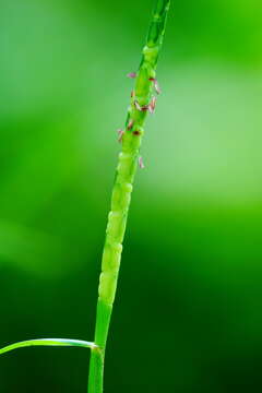 Image de Aegilops tauschii Coss.