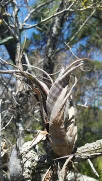 Image of twisted airplant