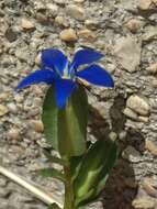 Image of Gentiana utriculosa L.