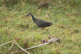 Image of White-breasted Waterhen